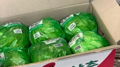 8월 상추시세 확인하고 득템하세요! 🥬 최저가 정보 대방출!